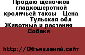Продаю щеночков гладкошерстной кроличьей таксы › Цена ­ 5 500 - Тульская обл. Животные и растения » Собаки   